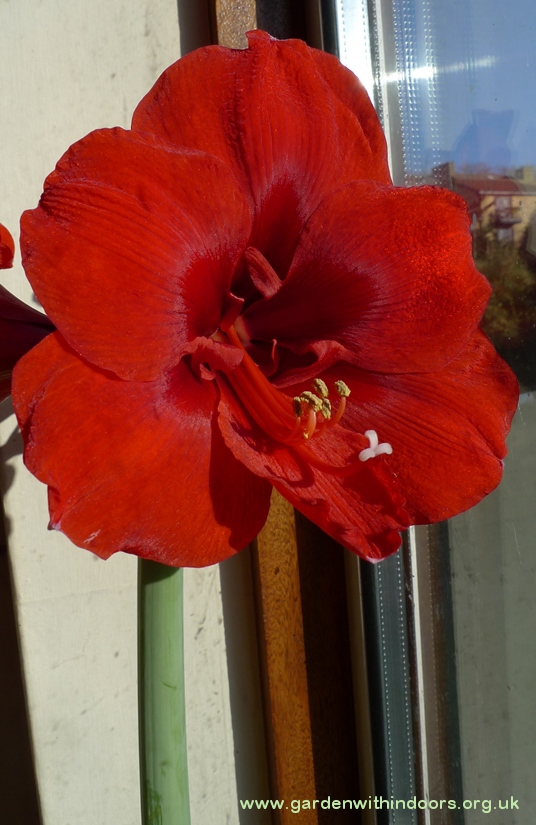amaryllis in amaryllis vase
