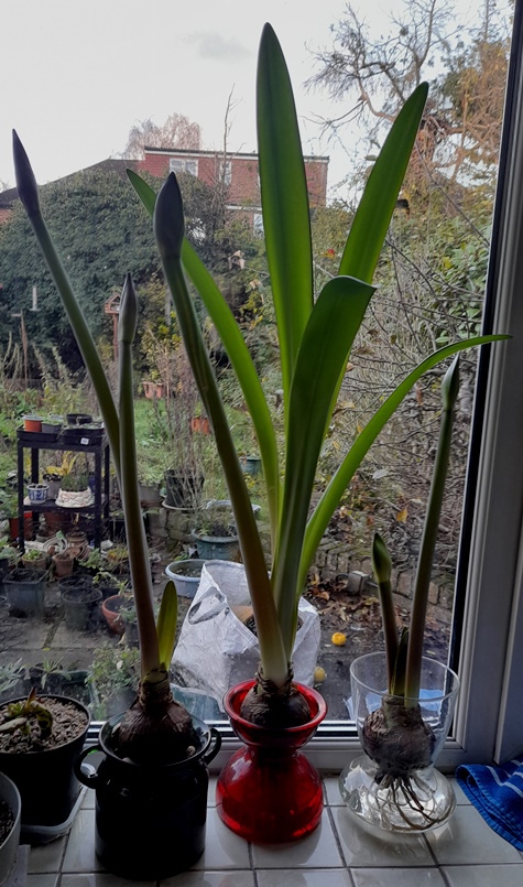amaryllis in vases