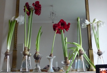 amaryllis in vases