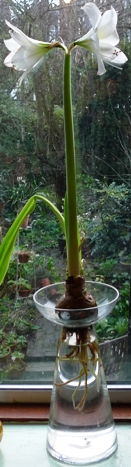 amaryllis end of January