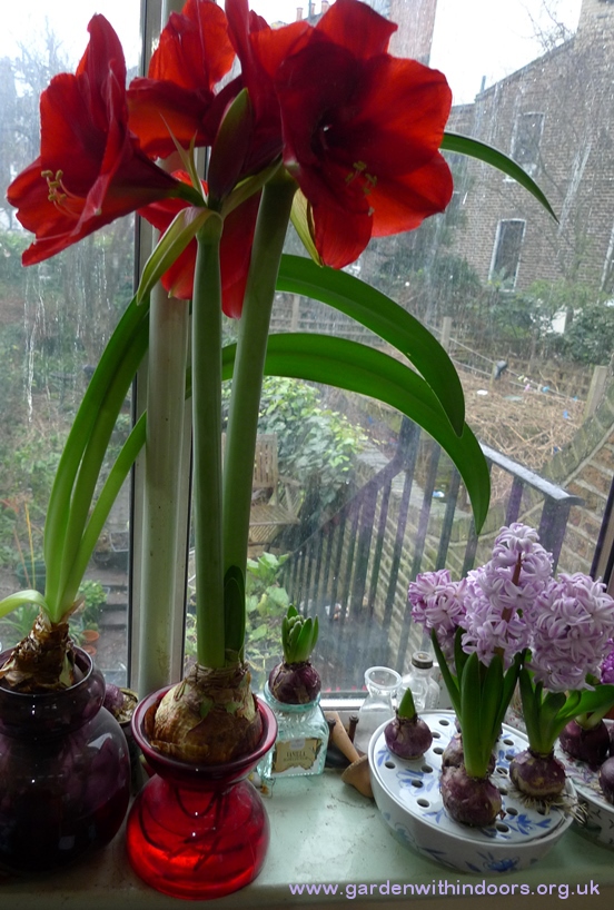 amaryllis in amaryllis vase