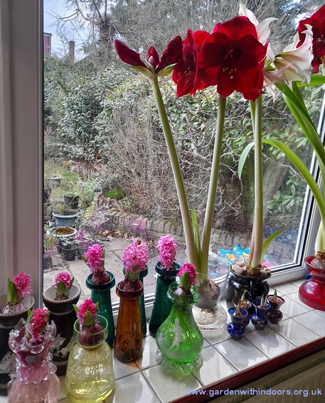 amaryllis forced hyacinth vases