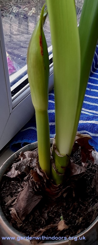 amaryllis in bud
