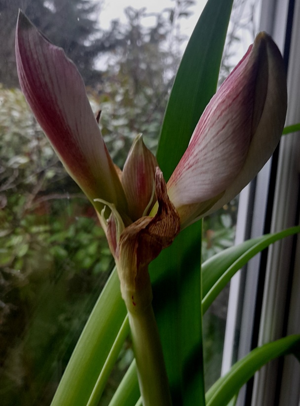 amaryllis bud