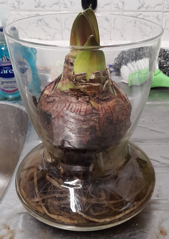 amaryllis in amaryllis vase