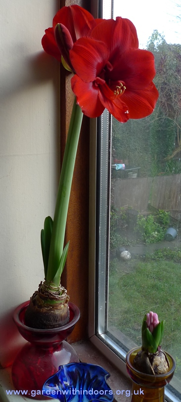 amaryllis in amaryllis vase