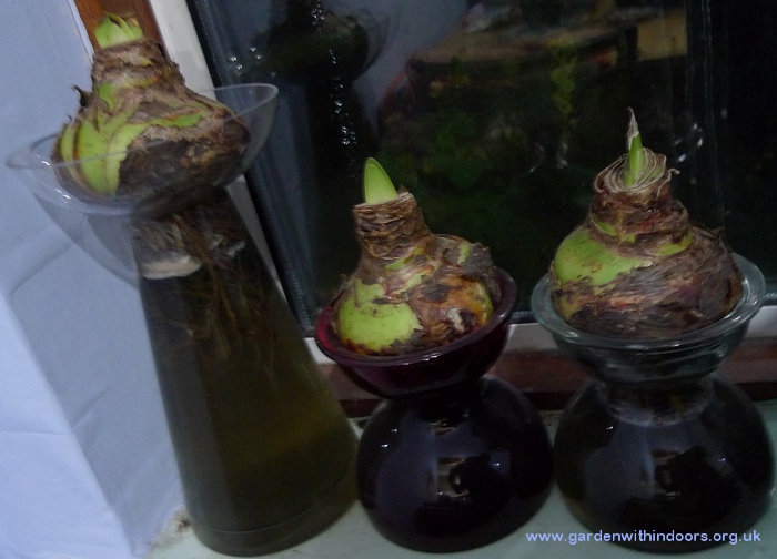 amaryllis bulbs in vases