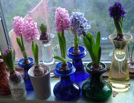 forced hyacinths in vases
