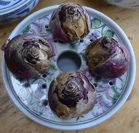 bulb bowl with hyacinth bulbs
