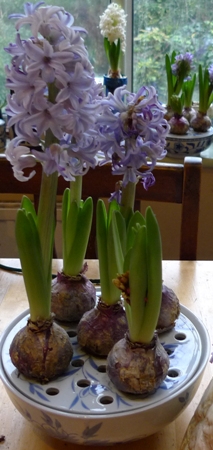 hyacinth bulb bowl