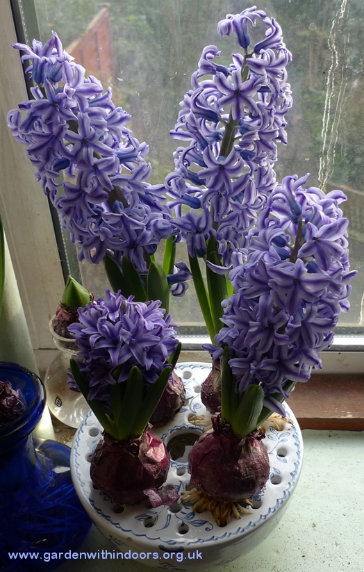 Blue Jacket forced hyacinths