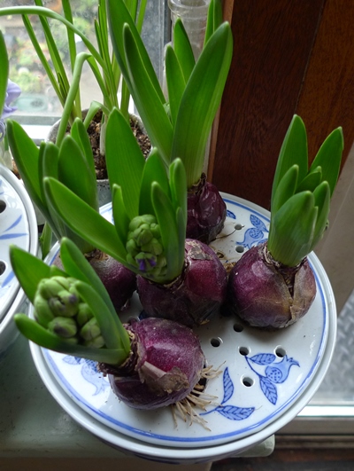 hyacinth bulb bowl