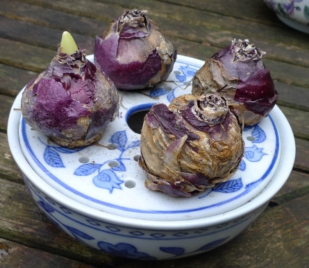 hyacinth bulb bowl
