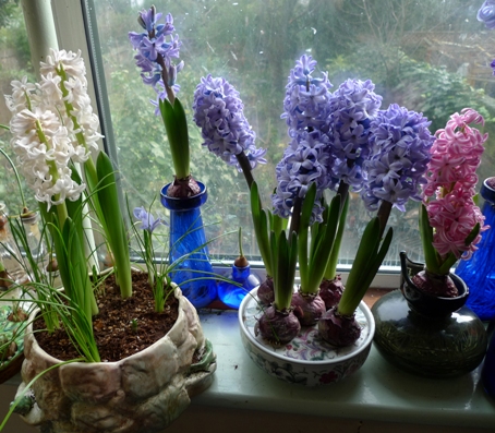hyacinths in bulb bowl