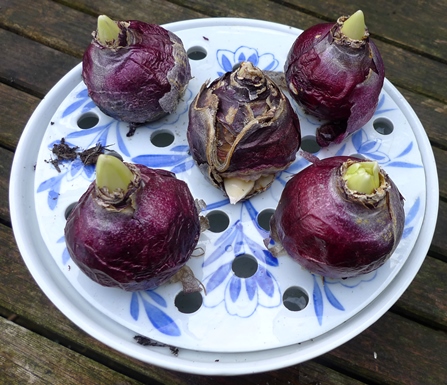 hyacinth bulb bowl