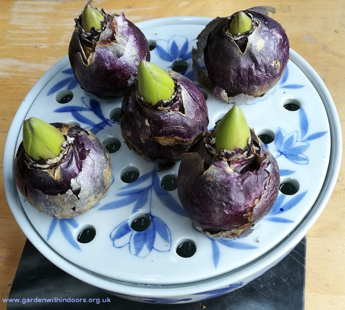 bulb bowl with hyacinth bulbs