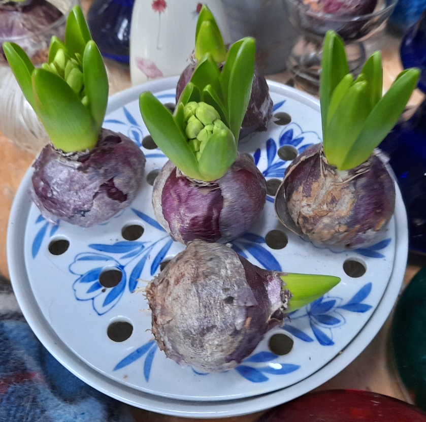 hyacinth bulb bowl