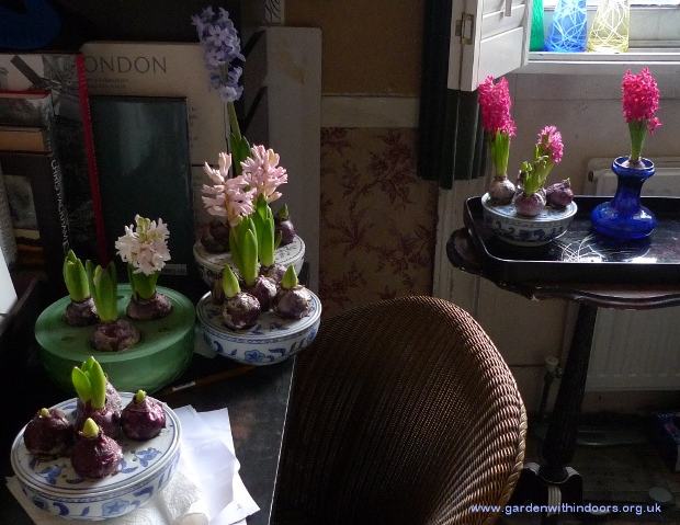 hyacinth bulb bowls