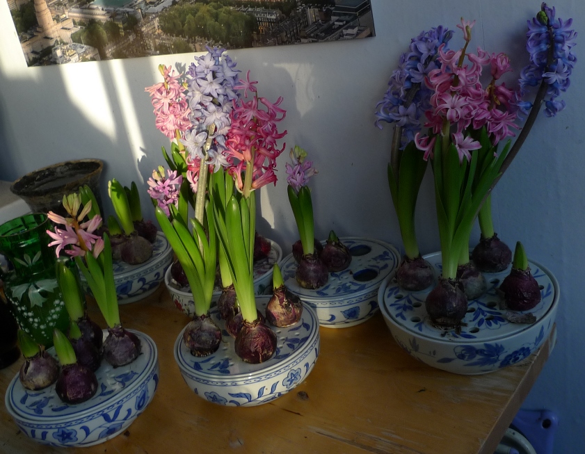 forced hyacinths in bloom in bulb bowls