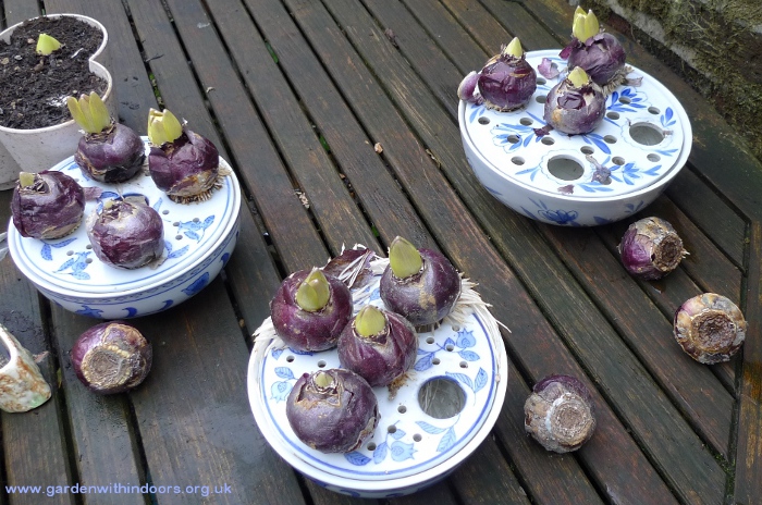 hyacinth bulb bowls