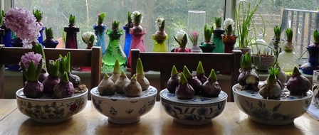 hyacinth bulb bowls