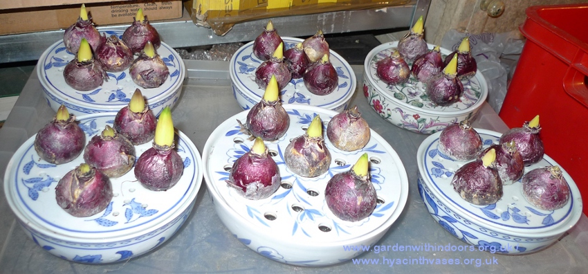 hyacinth bulb bowls