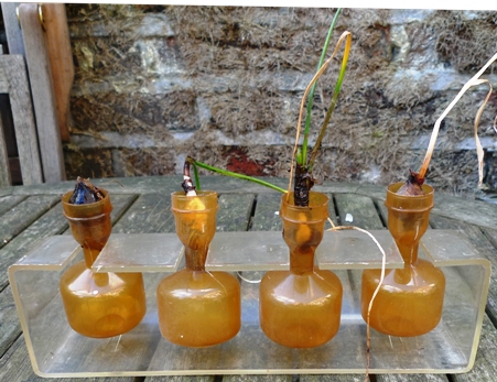 bulb holder with bulbs