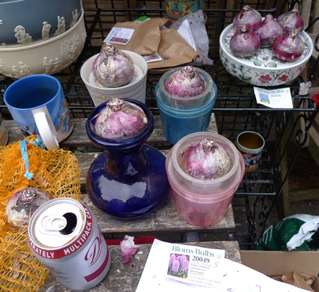 hyacinth bulb forcing September