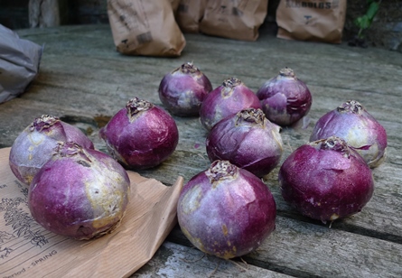 hyacinth bulbs