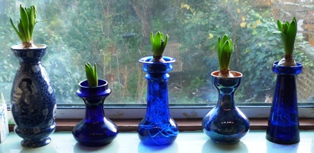 bulbs from pots in vases