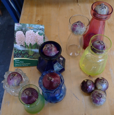 hyacinth bulbs to force