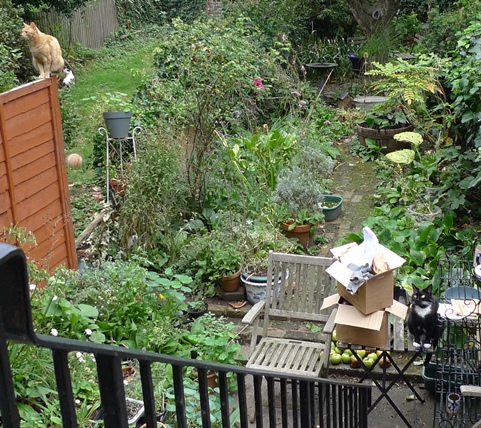 cats in garden starting indoor bulbs