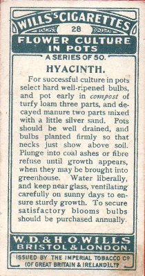 Wills cigarette care hyacinth Flower Culture in Pots