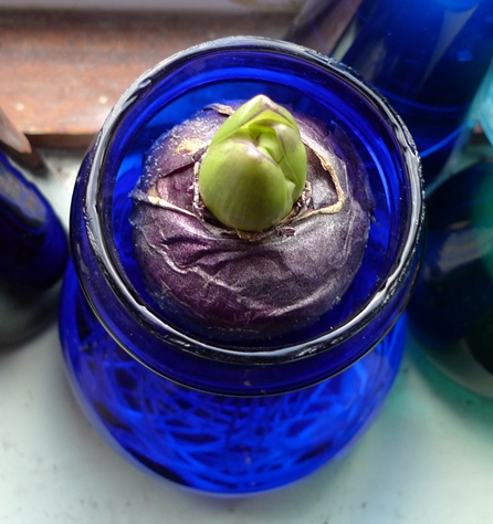 forced hyacinth bulb
