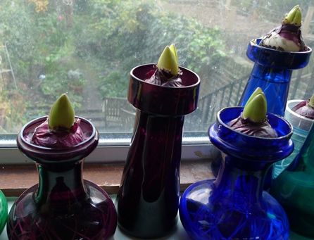 hyacinth vases