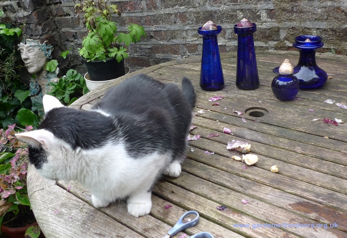 cobalt blue antique hyacinth vases