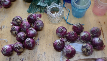 Delft Blue hyacinth bulbs