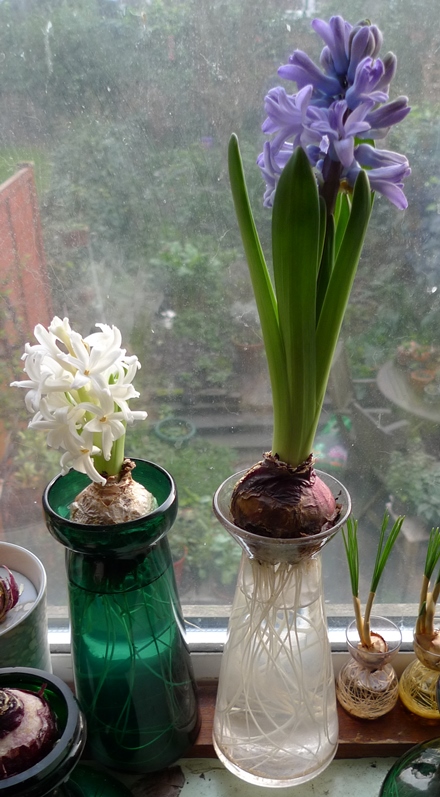 hyacinths in forcing vases