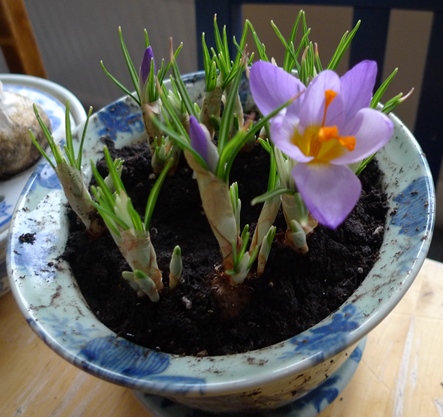 forced crocus