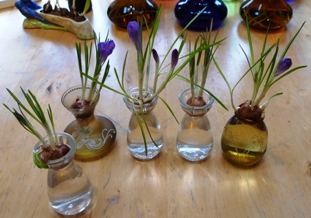 forced crocus in bloom in vases