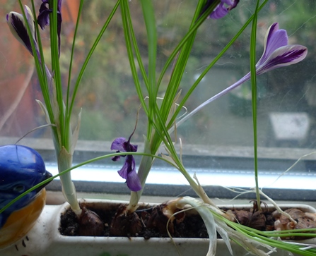 crocus spring beauty