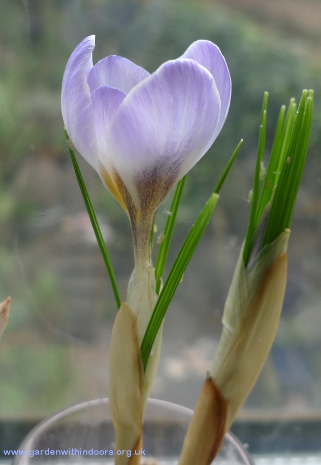 forced crocus in bloom in crocus vase