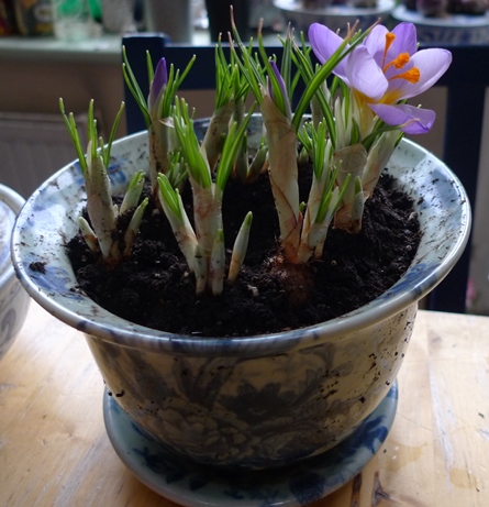 forced crocus