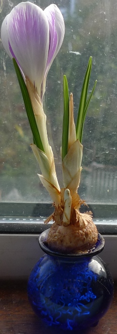 forced crocus in vase