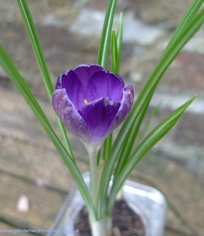 forced  crocus