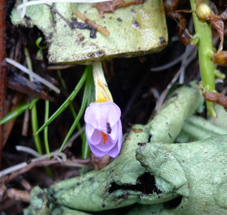 crocus blooming in compost pile