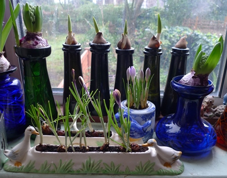 early spring crocus forced indoors