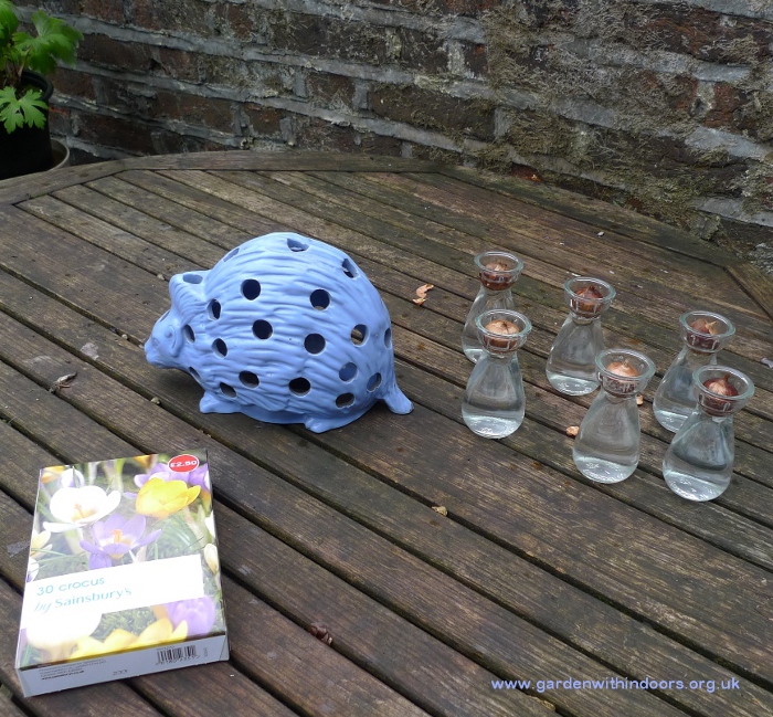 forcing crocus bulbs