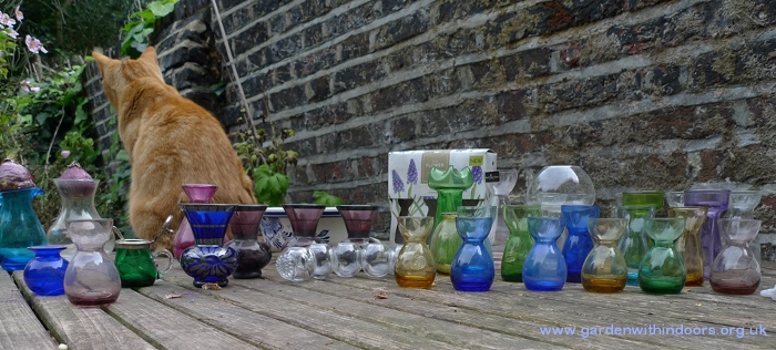 forcing crocus bulbs