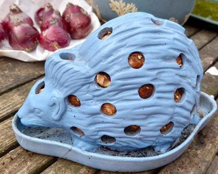 crocus in Wedgwood hedgehog